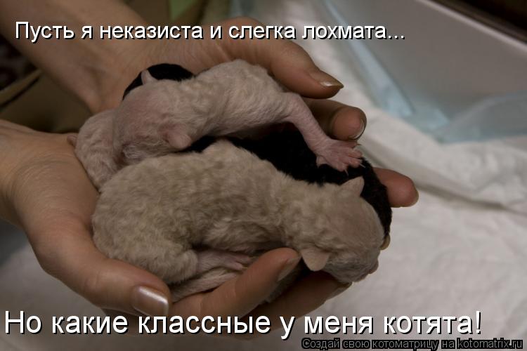 Пусть я неказиста и слегка лохмата... Но какие классные у меня котята!... Котоматрица: Пусть я неказиста и слегка лохмата... Но какие классные у меня котята!