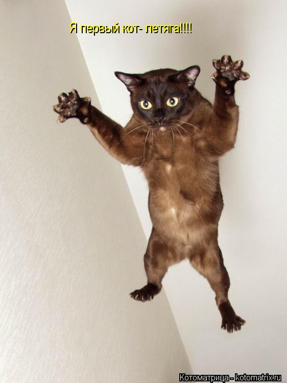 Я первый кот- летяга!!!!... Котоматрица: Я первый кот- летяга!!!!
