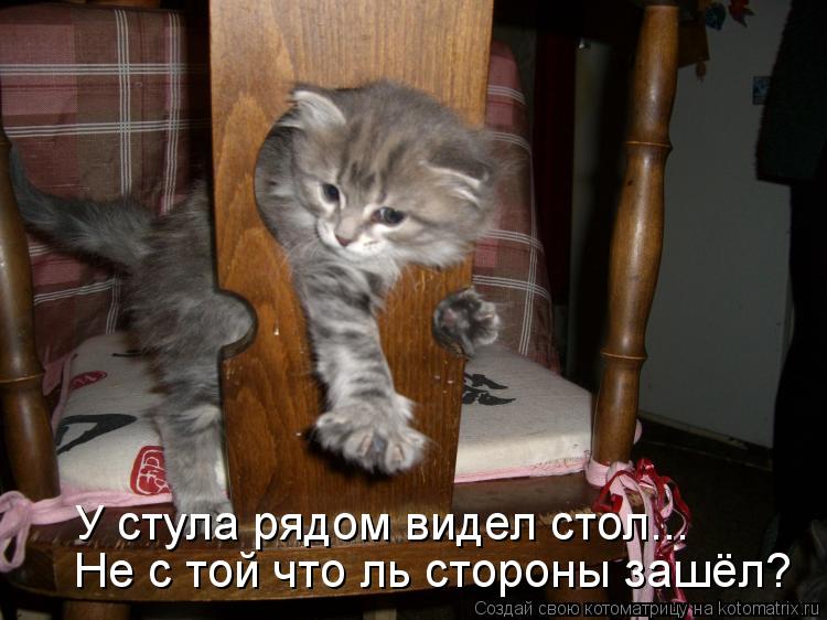 Не с той что ль стороны зашёл? У стула рядом видел стол...... Котоматрица: Не с той что ль стороны зашёл? У стула рядом видел стол...