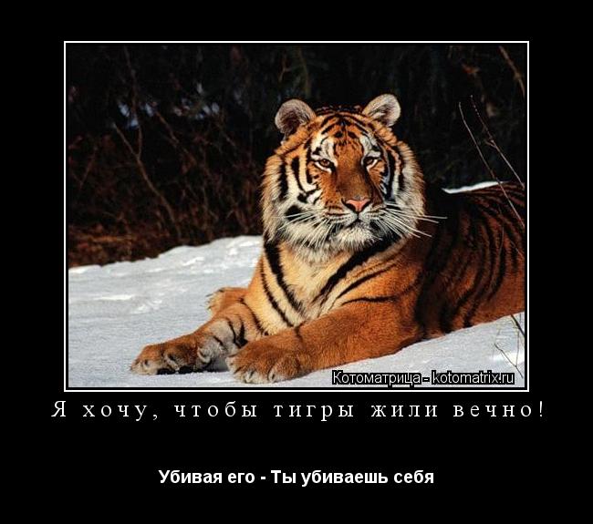 Я хочу, чтобы тигры жили вечно! Убивая его - Ты убиваешь себя... Котоматрица: Я хочу, чтобы тигры жили вечно! Убивая его - Ты убиваешь себя