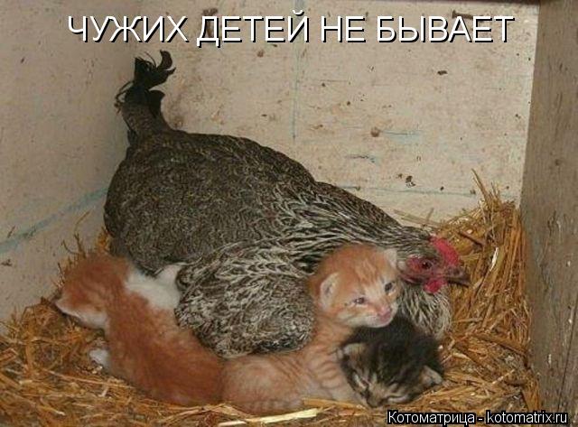 ЧУЖИХ ДЕТЕЙ НЕ БЫВАЕТ... Котоматрица: ЧУЖИХ ДЕТЕЙ НЕ БЫВАЕТ