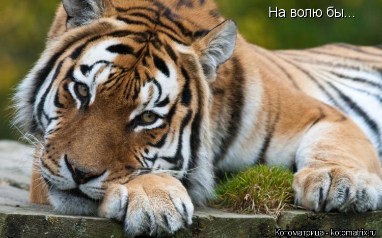 На волю бы...... Котоматрица: На волю бы...