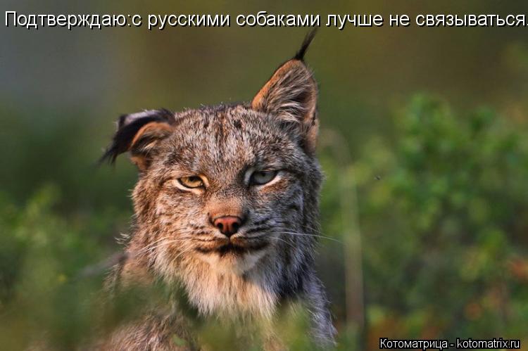 Подтверждаю:с русскими собаками лучше не связываться.... Котоматрица: Подтверждаю:с русскими собаками лучше не связываться.