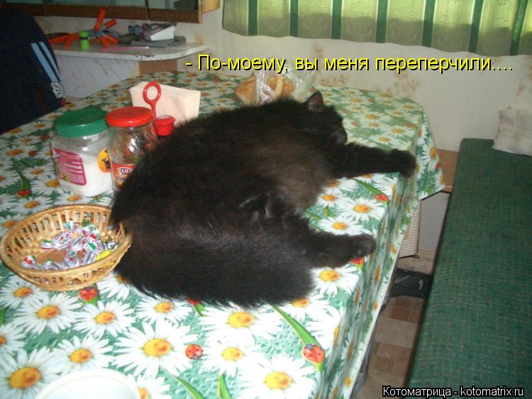 - По-моему, вы меня переперчили....... Котоматрица: - По-моему, вы меня переперчили....