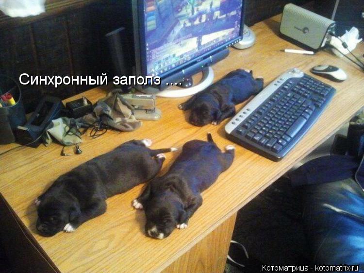 Синхронный заполз ....... Котоматрица: Синхронный заполз ....