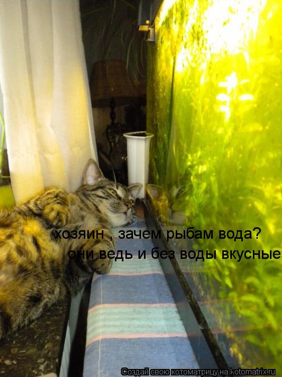они ведь и без воды вкусные хозяин , зачем рыбам вода?... Котоматрица: они ведь и без воды вкусные хозяин , зачем рыбам вода?