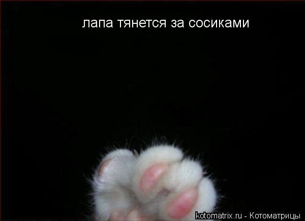 лапа тянется за сосиками... Котоматрица: лапа тянется за сосиками