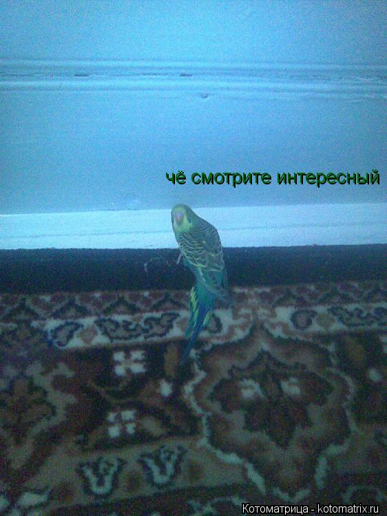 чё смотрите интересный... Котоматрица: чё смотрите интересный