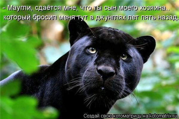 - Маугли, сдаётся мне, что ты сын моего хозяина.. который бросил меня тут в джунглях лет пять назад..... Котоматрица: - Маугли, сдаётся мне, что ты сын моего хозяина.. который бросил меня тут в джунглях лет пять назад...