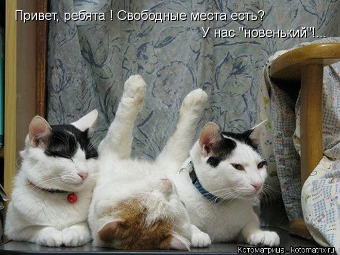 Привет, ребята ! Свободные места есть? У нас "новенький"!...... Котоматрица: Привет, ребята ! Свободные места есть? У нас "новенький"!...