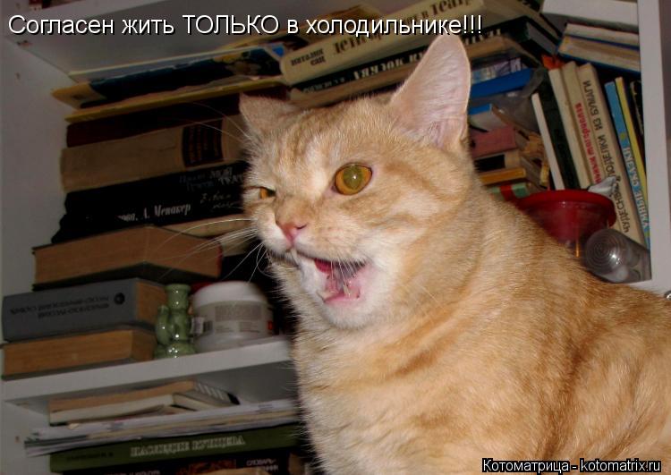 Согласен жить ТОЛЬКО в холодильнике!!!... Котоматрица: Согласен жить ТОЛЬКО в холодильнике!!!