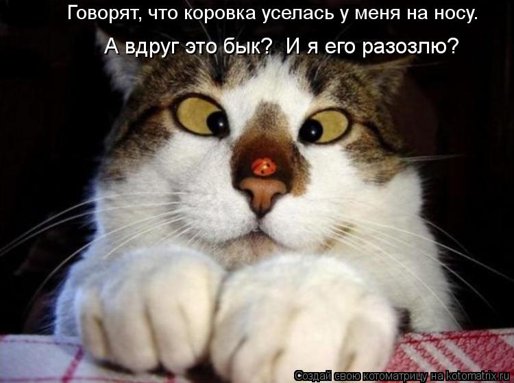 Говорят, что коровка уселась у меня на носу. А вдруг это бык? И я его разозлю?... Котоматрица: Говорят, что коровка уселась у меня на носу. А вдруг это бык? И я его разозлю?