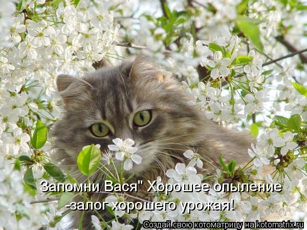Запомни Вася" Хорошее опыление -залог хорошего урожая!... Котоматрица: Запомни Вася" Хорошее опыление -залог хорошего урожая!