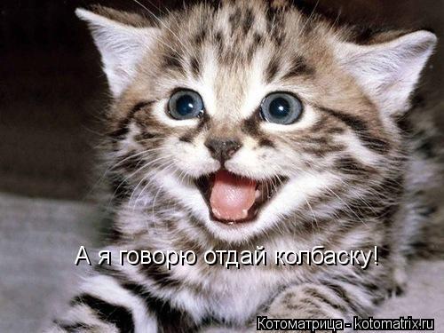 А я говорю отдай колбаску!... Котоматрица: А я говорю отдай колбаску!