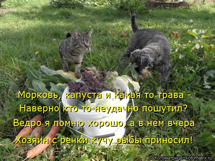 Морковь, капуста и какая то трава - Наверно кто то неудачно пошутил? Ведро я помню хорошо, а в нем вч... Котоматрица: Морковь, капуста и какая то трава - Наверно кто то неудачно пошутил? Ведро я помню хорошо, а в нем вчера Хозяин с речки кучу рыбы приносил!