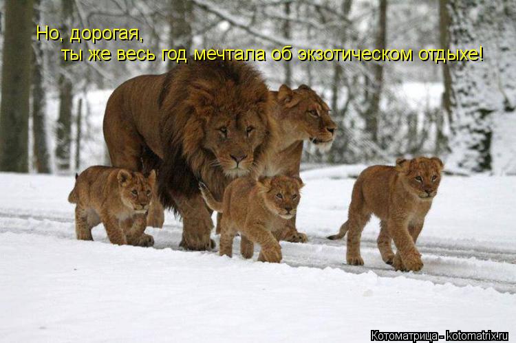 Но, дорогая, ты же весь год мечтала об экзотическом отдыхе!... Котоматрица: Но, дорогая, ты же весь год мечтала об экзотическом отдыхе!