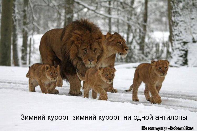 Зимний курорт, зимний курорт, ни одной антилопы.... Котоматрица: Зимний курорт, зимний курорт, ни одной антилопы.