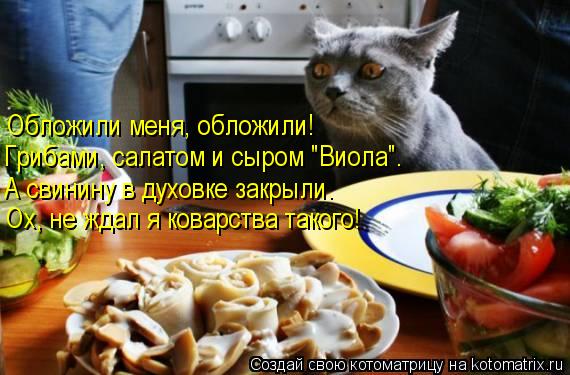 Котоматрица: Обложили меня, обложили! Грибами, салатом и сыром "Виола". А свинину в духовке закрыли. Ох, не ждал я коварства такого!