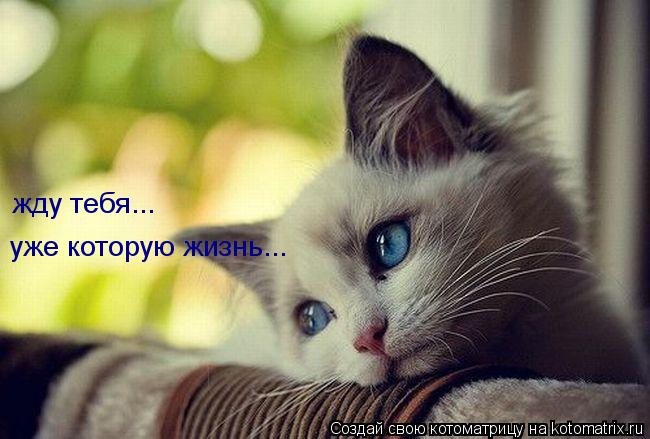 жду тебя... уже которую жизнь...... Котоматрица: жду тебя... уже которую жизнь...
