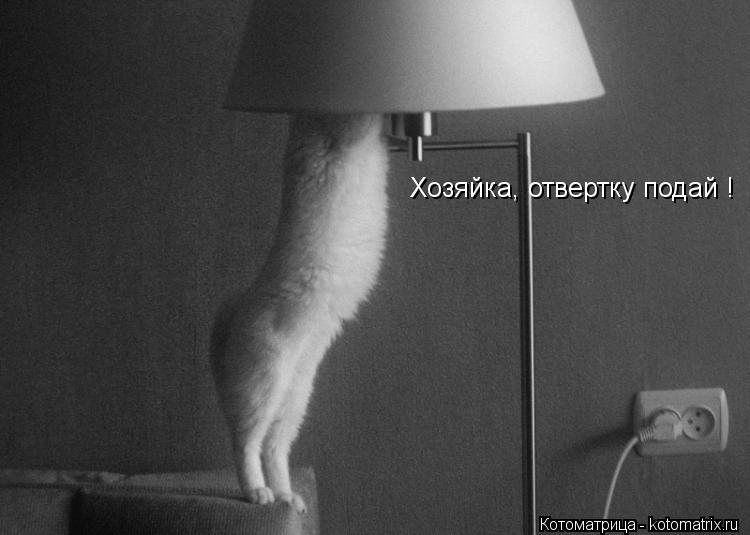 Хозяйка, отвертку подай !... Котоматрица: Хозяйка, отвертку подай !