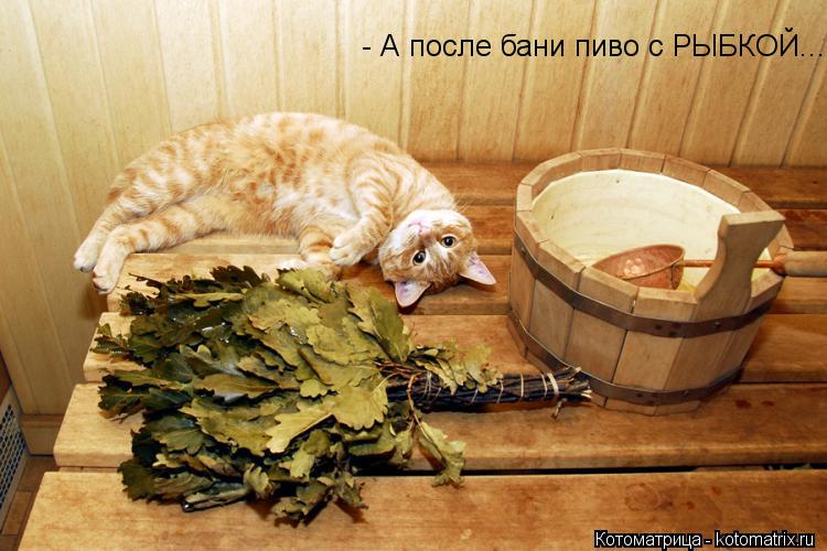 - А после бани пиво с РЫБКОЙ...... Котоматрица: - А после бани пиво с РЫБКОЙ...