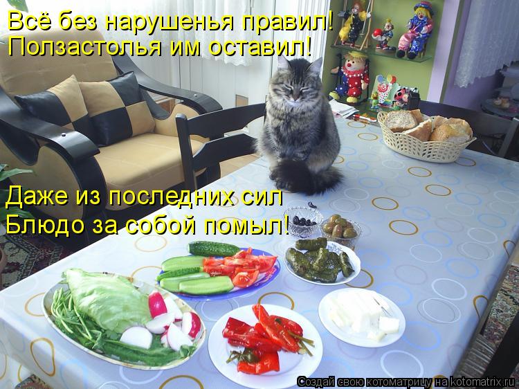 Котоматрица: Всё без нарушенья правил! Ползастолья им оставил! Даже из последних сил Блюдо за собой помыл!