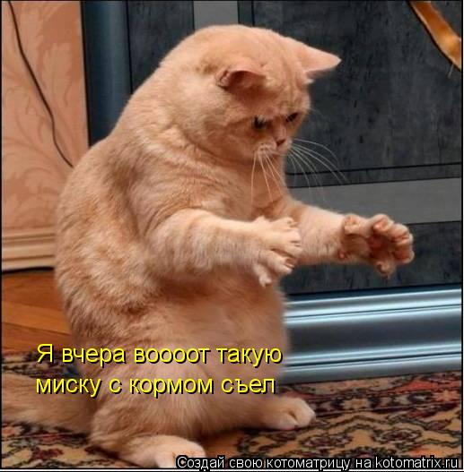 миску с кормом съел Я вчера воооот такую... Котоматрица: миску с кормом съел Я вчера воооот такую
