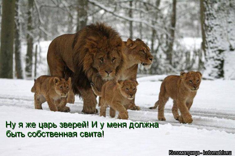 Ну я же царь зверей! И у меня должна быть собственная свита!... Котоматрица: Ну я же царь зверей! И у меня должна быть собственная свита!