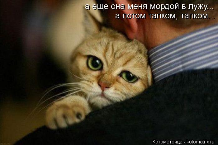 а еще она меня мордой в лужу... а потом тапком, тапком...... Котоматрица: а еще она меня мордой в лужу... а потом тапком, тапком...