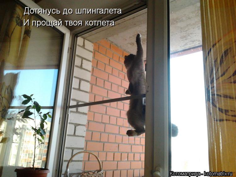 Дотянусь до шпингалета И прощай твоя котлета... Котоматрица: Дотянусь до шпингалета И прощай твоя котлета