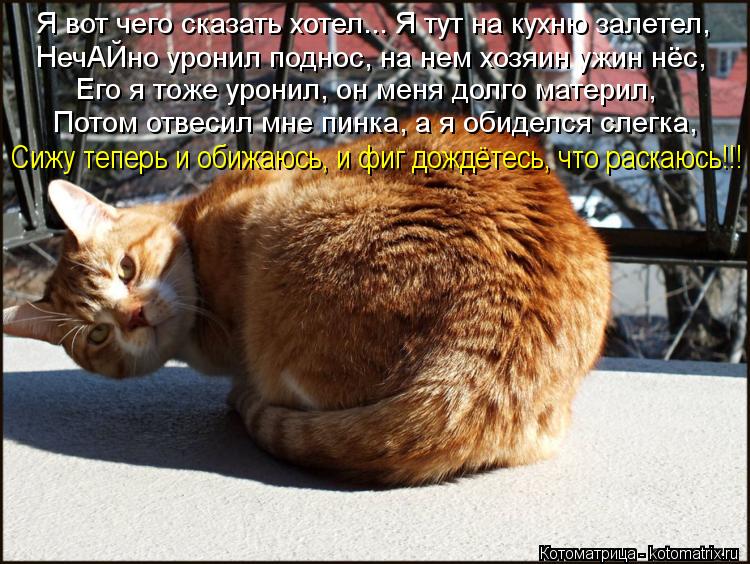 Я вот чего сказать хотел... Я тут на кухню залетел, НечАЙно уронил поднос, на нем хозяин ужин нёс, Ег... Котоматрица: Я вот чего сказать хотел... Я тут на кухню залетел, НечАЙно уронил поднос, на нем хозяин ужин нёс, Его я тоже уронил, он меня долго материл, Пот