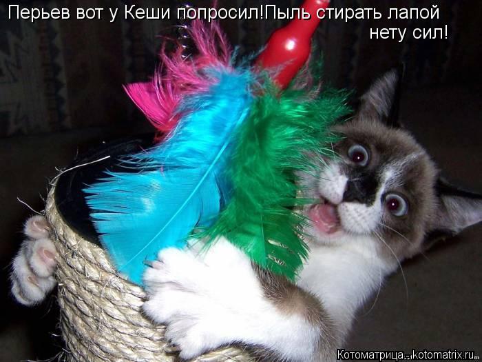 Перьев вот у Кеши попросил!Пыль стирать лапой нету сил!... Котоматрица: Перьев вот у Кеши попросил!Пыль стирать лапой нету сил!