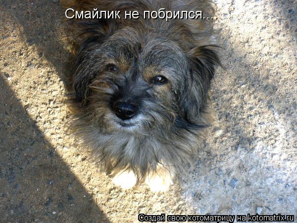 Смайлик не побрился....... Котоматрица: Смайлик не побрился....