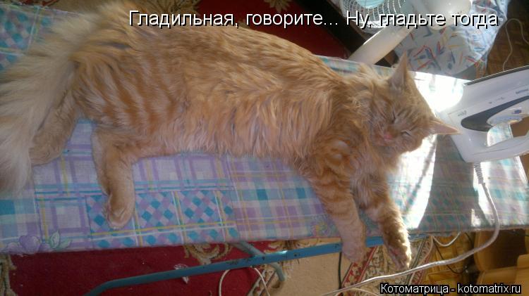 Гладильная, говорите... Ну, гладьте тогда... Котоматрица: Гладильная, говорите... Ну, гладьте тогда