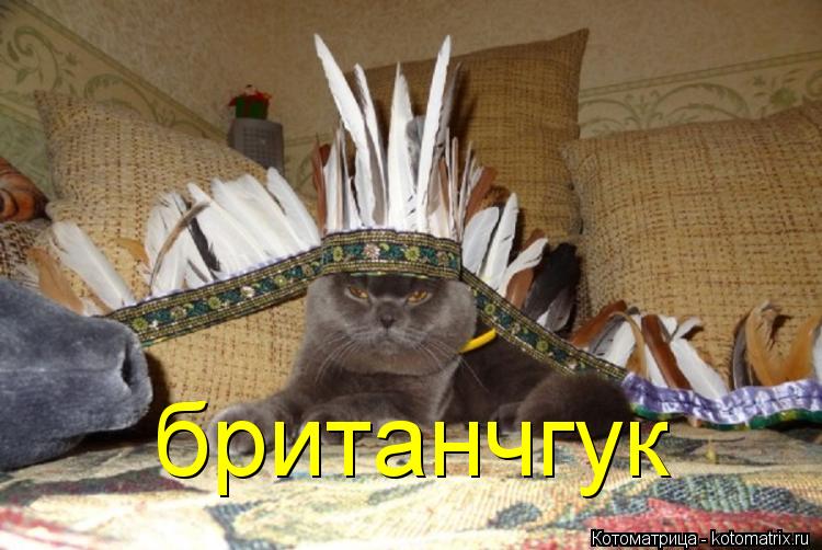 британчгук... Котоматрица: британчгук