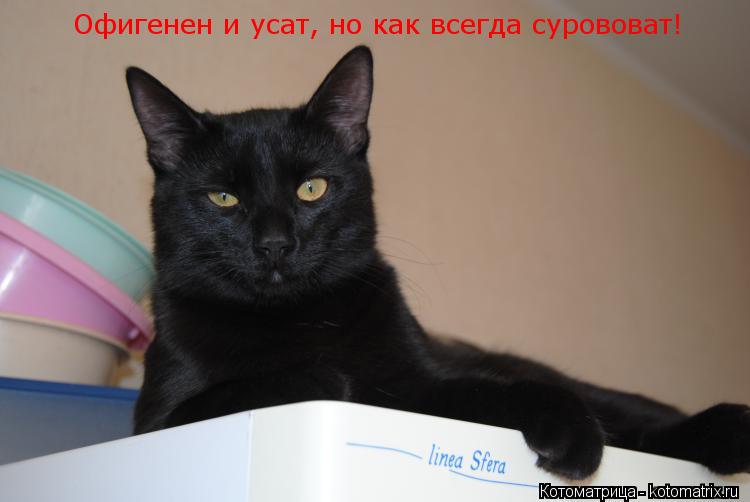 Офигенен и усат, но как всегда сурововат!... Котоматрица: Офигенен и усат, но как всегда сурововат!
