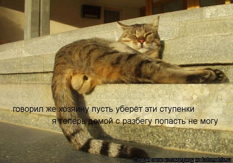 говорил же хозяину пусть уберёт эти ступенки я теперь домой с разбегу попасть не могу... Котоматрица: говорил же хозяину пусть уберёт эти ступенки я теперь домой с разбегу попасть не могу