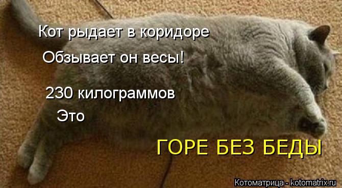 Кот рыдает в коридоре Обзывает он весы! 230 килограммов Это ГОРЕ БЕЗ БЕДЫ... Котоматрица: Кот рыдает в коридоре Обзывает он весы! 230 килограммов Это ГОРЕ БЕЗ БЕДЫ