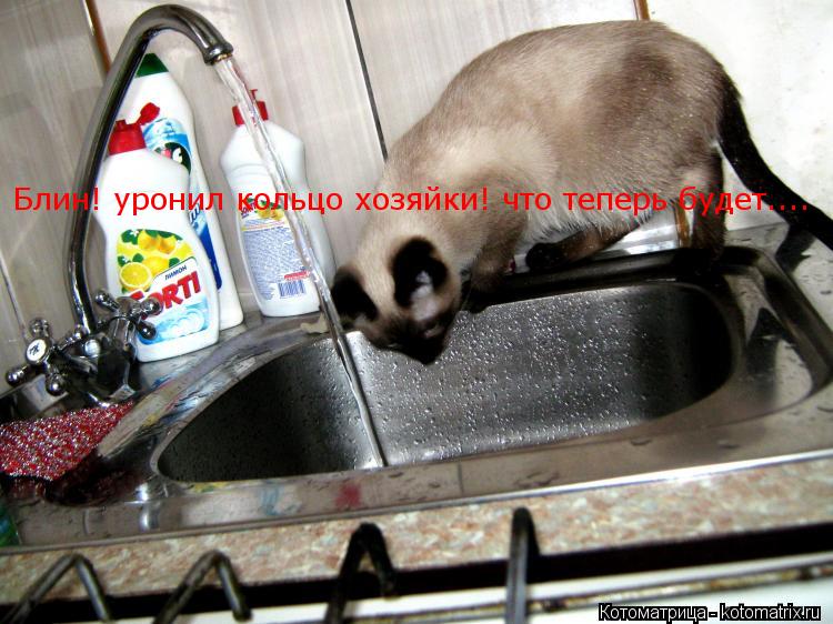 Блин! уронил кольцо хозяйки! что теперь будет....... Котоматрица: Блин! уронил кольцо хозяйки! что теперь будет....