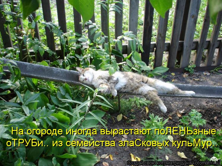На огороде иногда вырастают поЛЕНЬзные оТРУБи.. из семейства злаСковых кульМур..... Котоматрица: На огороде иногда вырастают поЛЕНЬзные оТРУБи.. из семейства злаСковых кульМур..