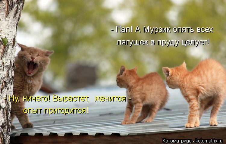 - Ну, ничего! Вырастет, женится - опыт пригодится! - Пап! А Мурзик опять всех лягушек в пруду целует... Котоматрица: - Ну, ничего! Вырастет, женится - опыт пригодится! - Пап! А Мурзик опять всех лягушек в пруду целует!