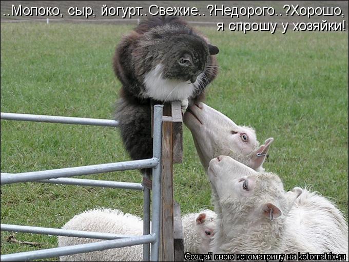 ..Молоко, сыр, йогурт..Свежие..?Недорого..?Хорошо, я спрошу у хозяйки!... Котоматрица: ..Молоко, сыр, йогурт..Свежие..?Недорого..?Хорошо, я спрошу у хозяйки!