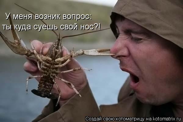 У меня возник вопрос: ты куда суешь свой нос?!... Котоматрица: У меня возник вопрос: ты куда суешь свой нос?!
