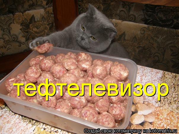 тефтелевизор... Котоматрица: тефтелевизор
