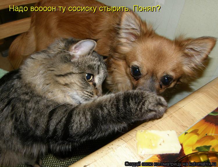 Надо воооон ту сосиску стырить. Понял?... Котоматрица: Надо воооон ту сосиску стырить. Понял?
