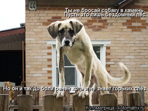 Ты не бросай собаку в камень. Пусть это лишь бездомный пёс... Но он и так до боли ранен хоть и не зна... Котоматрица: Ты не бросай собаку в камень. Пусть это лишь бездомный пёс... Но он и так до боли ранен хоть и не знает горьких слёз
