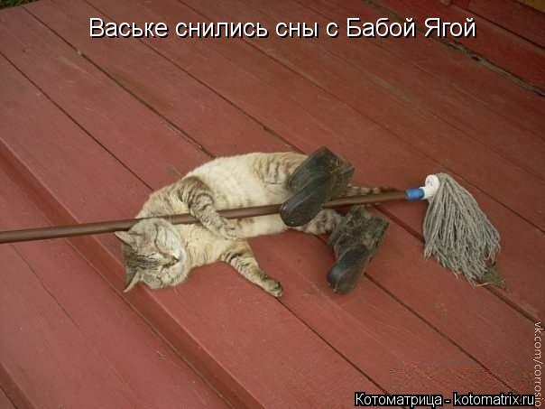 Ваське снились сны с Бабой Ягой... Котоматрица: Ваське снились сны с Бабой Ягой