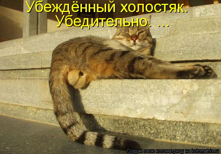 Убеждённый холостяк. Убедительно. ...... Котоматрица: Убеждённый холостяк. Убедительно. ...