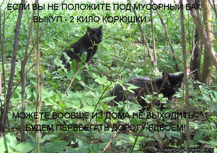ЕСЛИ ВЫ НЕ ПОЛОЖИТЕ ПОД МУСОРНЫЙ БАК ВЫКУП - 2 КИЛО КОРЮШКИ - МОЖЕТЕ ВООБЩЕ ИЗ ДОМА НЕ ВЫХОДИТЬ - БУ... Котоматрица: ЕСЛИ ВЫ НЕ ПОЛОЖИТЕ ПОД МУСОРНЫЙ БАК ВЫКУП - 2 КИЛО КОРЮШКИ - МОЖЕТЕ ВООБЩЕ ИЗ ДОМА НЕ ВЫХОДИТЬ - БУДЕМ ПЕРЕБЕГАТЬ ДОРОГУ ВДВОЕМ!