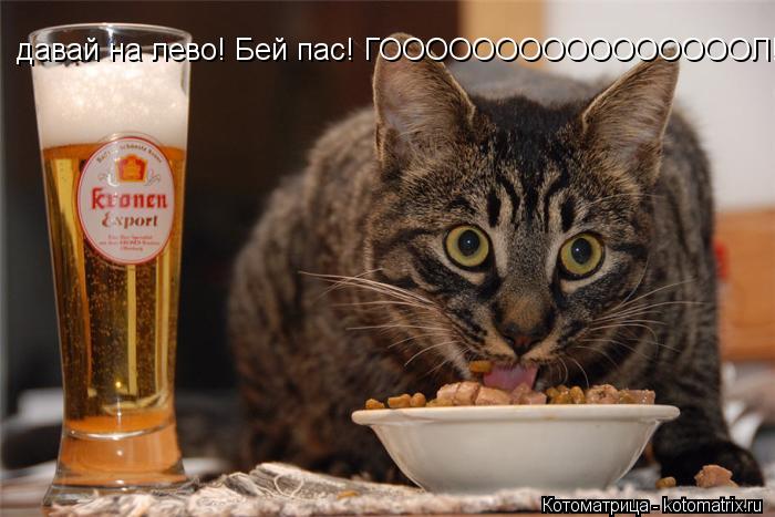 давай на лево! Бей пас! ГООООООООООООООООЛ!!!!!!!!!!!!... Котоматрица: давай на лево! Бей пас! ГООООООООООООООООЛ!!!!!!!!!!!!